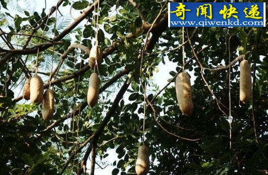 盘点世界上有趣的植物,香肠树形似男人的阳具(能吃)