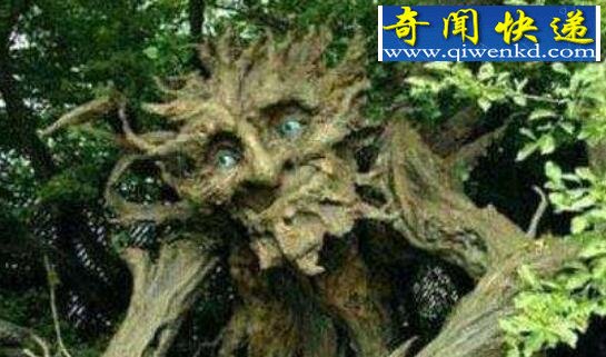盘点世界上有趣的植物,香肠树形似男人的阳具(能吃)
