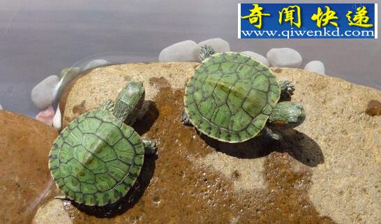 揭秘巴西龟寿命,平均寿命高达35岁左右