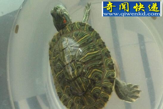 揭秘巴西龟寿命,平均寿命高达35岁左右