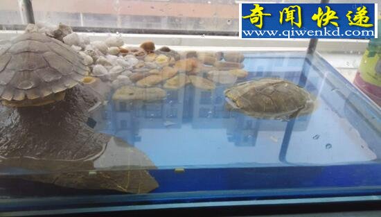 揭秘巴西龟寿命,平均寿命高达35岁左右