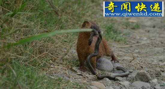 黄鼠狼的天敌,大白鹅(踩到鹅粪会烂爪)