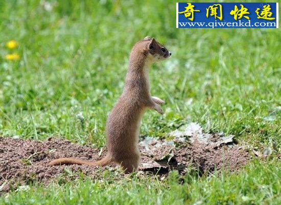 黄鼠狼的天敌,大白鹅(踩到鹅粪会烂爪)