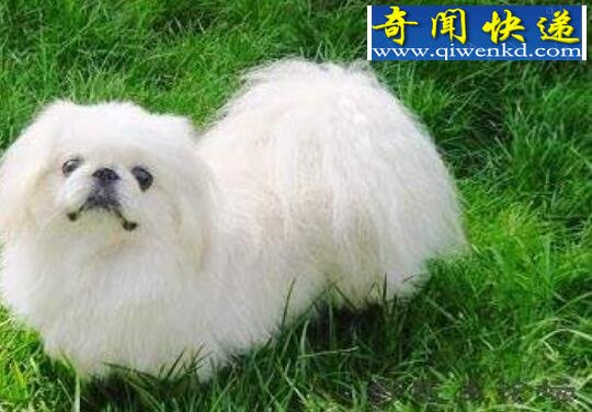 京巴狗图片大全,机智灵敏的北京犬