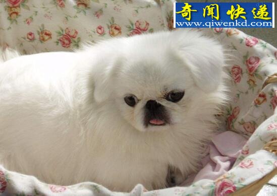 京巴狗图片大全,机智灵敏的北京犬