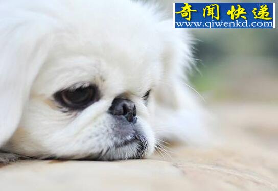 京巴狗图片大全,机智灵敏的北京犬