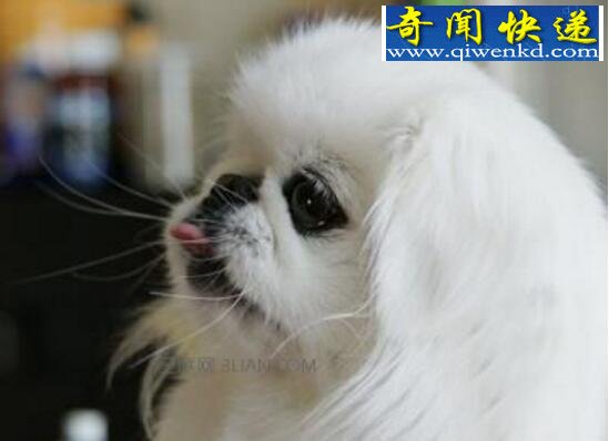 京巴狗图片大全,机智灵敏的北京犬