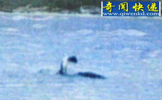 揭开加拿大水怪奥古布古之谜,真实面目疑似黑色海蛇