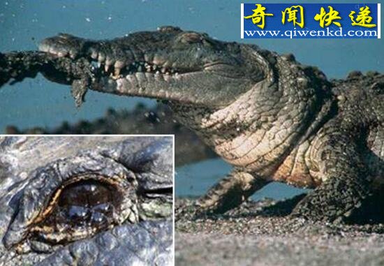 鳄鱼眼泪,为排出体内多余盐分(寓意假好人)
