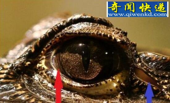 鳄鱼眼泪,为排出体内多余盐分(寓意假好人)