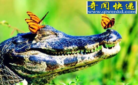 鳄鱼眼泪,为排出体内多余盐分(寓意假好人)