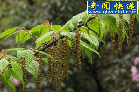 我国十大珍稀植物,普陀鹅耳枥仅仅只剩1株