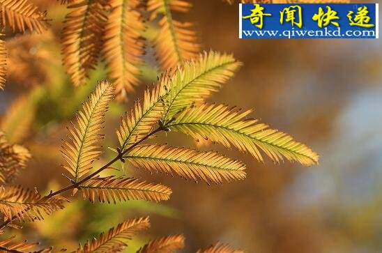 我国十大珍稀植物,普陀鹅耳枥仅仅只剩1株