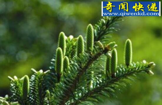 我国十大珍稀植物,普陀鹅耳枥仅仅只剩1株