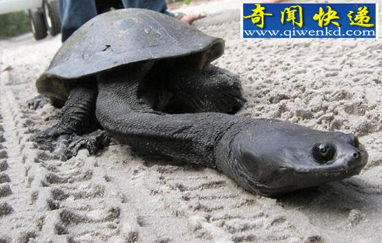 巨蛇颈龟,乌龟中的长颈族(颈长35厘米)