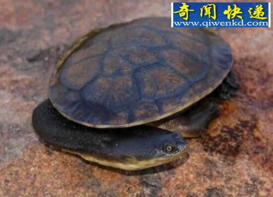 巨蛇颈龟,乌龟中的长颈族(颈长35厘米)