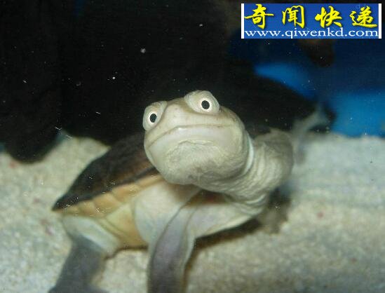 巨蛇颈龟,乌龟中的长颈族(颈长35厘米)