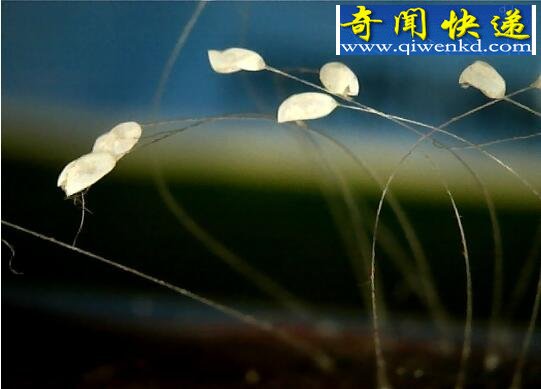 世界上最神奇的花,优昙婆罗花(不受空间限制生长)
