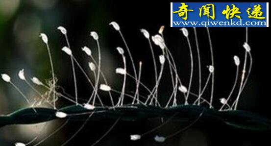 世界上最神奇的花,优昙婆罗花(不受空间限制生长)