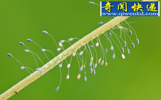 世界上最神奇的花,优昙婆罗花(不受空间限制生长)