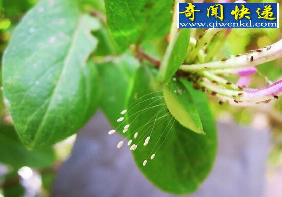 世界上最神奇的花,优昙婆罗花(不受空间限制生长)