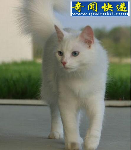 最古老的长毛猫,土耳其安哥拉猫(超爱游泳)