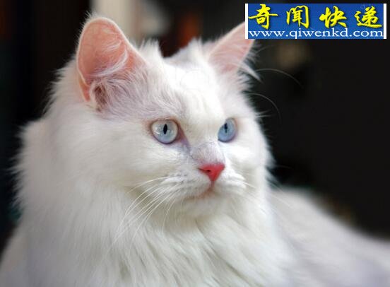 最古老的长毛猫,土耳其安哥拉猫(超爱游泳)