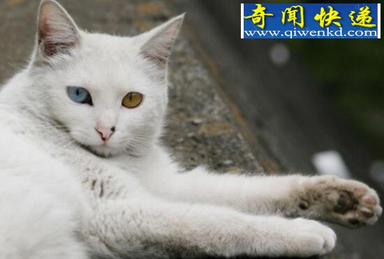 最古老的长毛猫,土耳其安哥拉猫(超爱游泳)