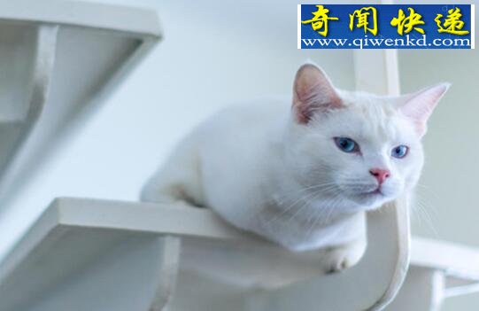 最古老的长毛猫,土耳其安哥拉猫(超爱游泳)