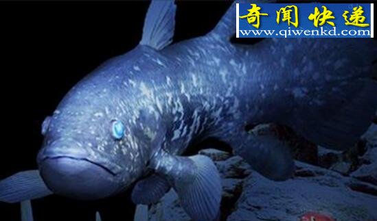 恐龙时代的活化石,腔棘鱼(曾灭绝又重现如今濒危)
