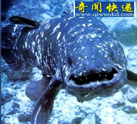 恐龙时代的活化石,腔棘鱼(曾灭绝又重现如今濒危)