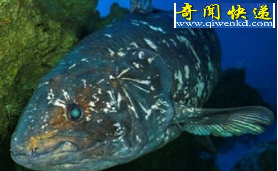 恐龙时代的活化石,腔棘鱼(曾灭绝又重现如今濒危)