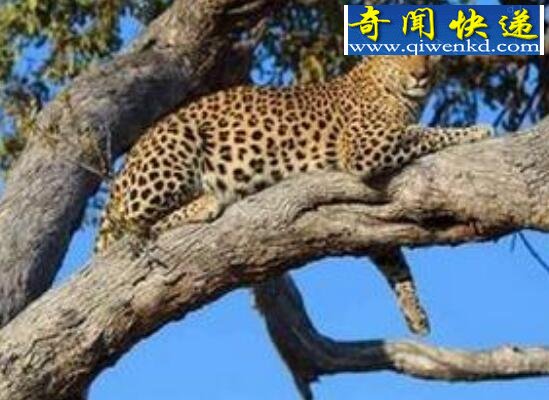 桑给巴尔豹,被人们赶尽杀绝已无踪迹(或灭绝)