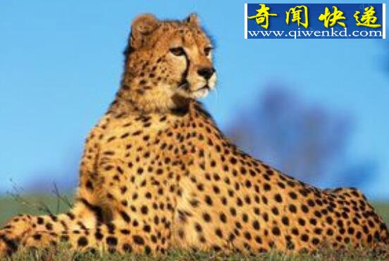 桑给巴尔豹,被人们赶尽杀绝已无踪迹(或灭绝)
