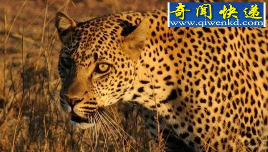桑给巴尔豹,被人们赶尽杀绝已无踪迹(或灭绝)