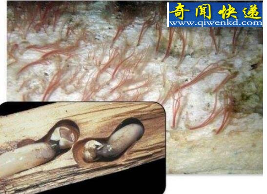 世界上最可怕的食腐动物,食骨蠕虫(一亿年前已存在)