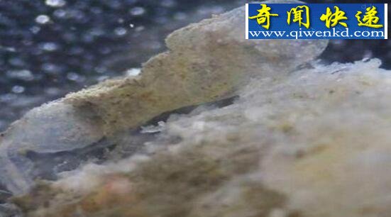 世界上最可怕的食腐动物,食骨蠕虫(一亿年前已存在)