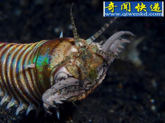 博比特虫,海底最恐怖的死亡之虫(会咬人)