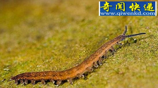 来自外星球的异形动物,怪诞虫(背上长七对长刺)