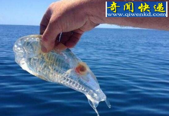世界上最神奇的鱼,鳄冰鱼(血液竟是透明的)