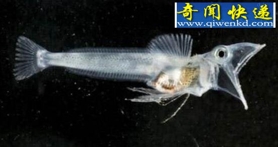 世界上最神奇的鱼,鳄冰鱼(血液竟是透明的)