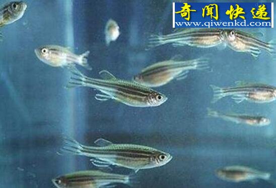 世界上最神奇的鱼,鳄冰鱼(血液竟是透明的)