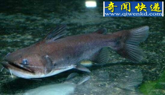 世界上最能吃的鱼,“大嘴魔鬼”大嘴鲸(咬住即咽)