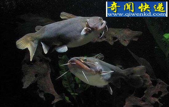世界上最能吃的鱼,“大嘴魔鬼”大嘴鲸(咬住即咽)