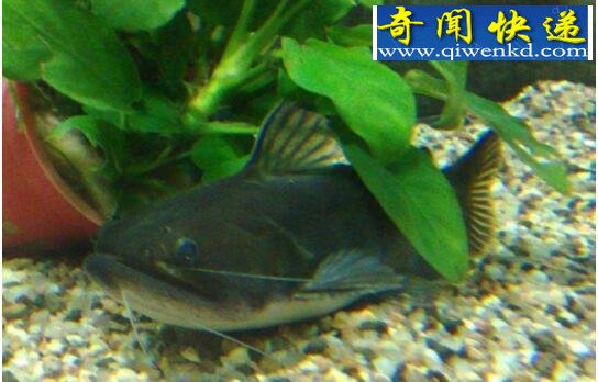 世界上最能吃的鱼,“大嘴魔鬼”大嘴鲸(咬住即咽)