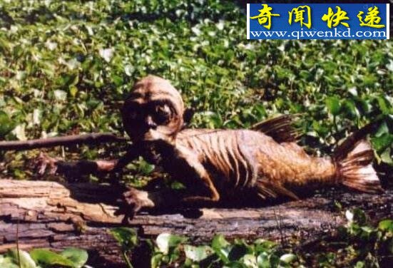 世界上有没有美人鱼,美人鱼竟真实存在(附图)