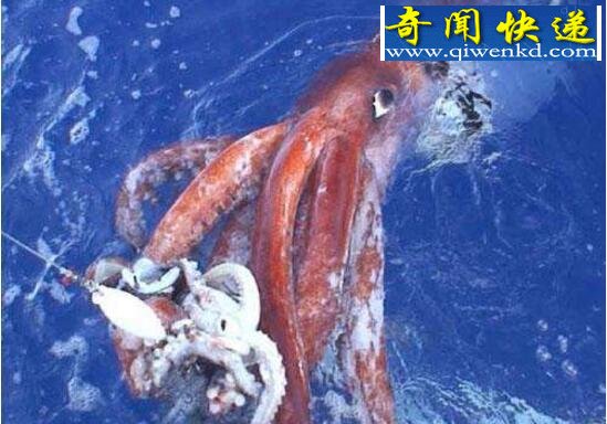 十大恐怖深海动物,让你远离海洋可怕生物