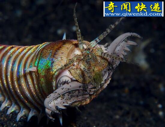 十大恐怖深海动物,让你远离海洋可怕生物