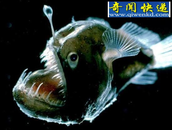 十大恐怖深海动物,让你远离海洋可怕生物