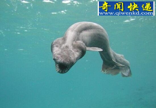 十大恐怖深海动物,让你远离海洋可怕生物